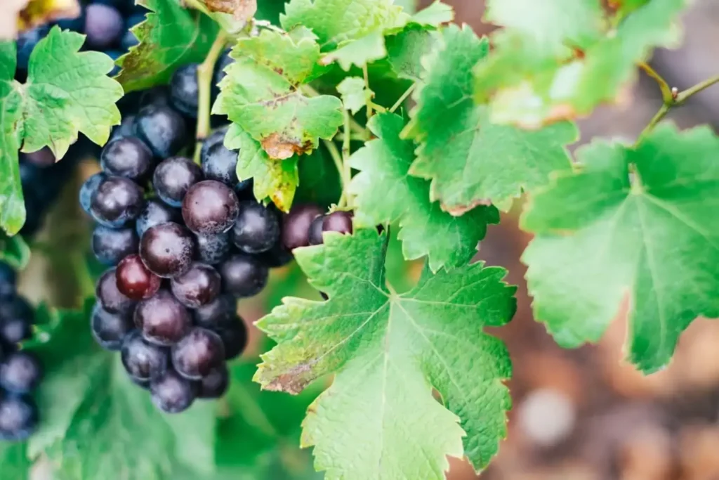 Close-up of a grape of Trollinger - an Austrian red grape variety