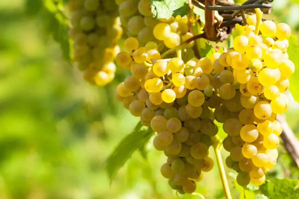 Close up of a white wine grape variety in the vineyards