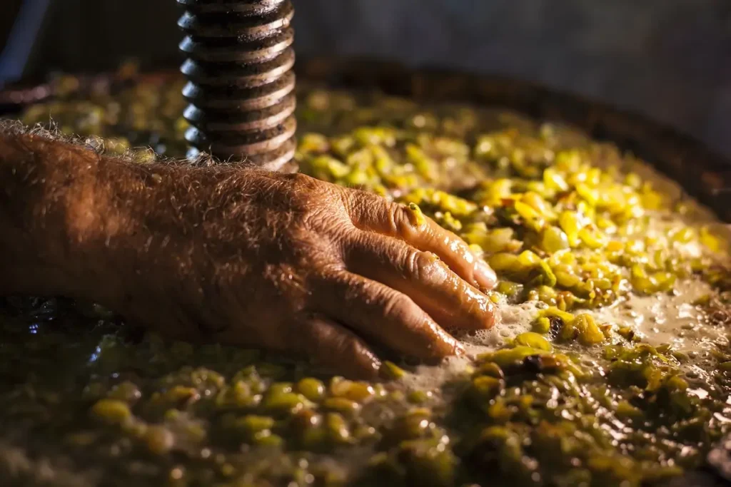 The hand of a winemaker in a wine press touching macerating white grape skins