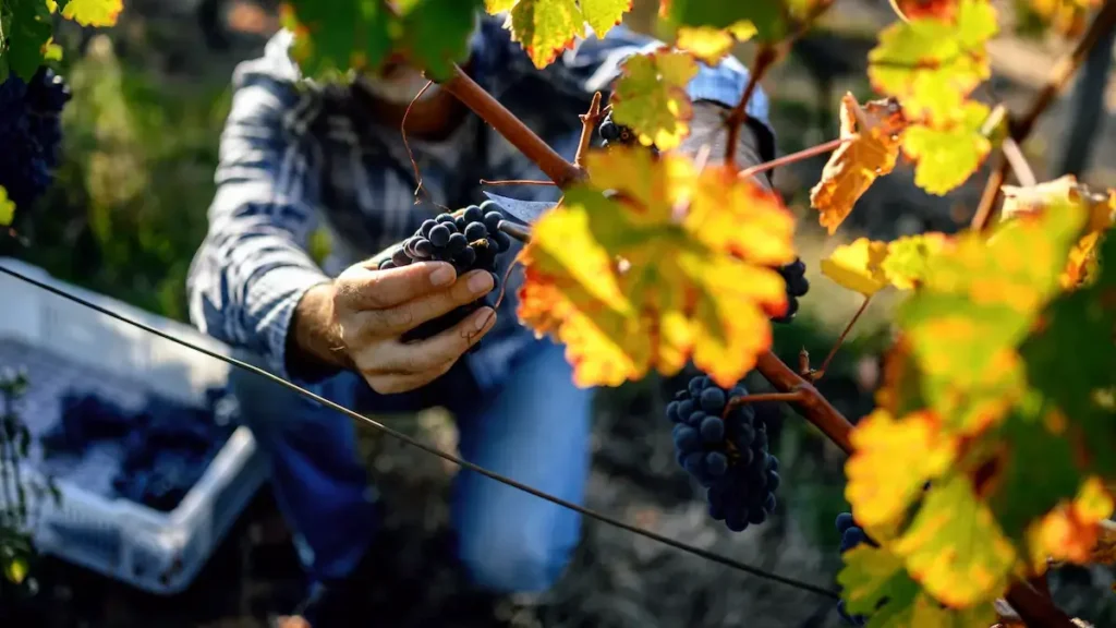 A close up of a winemaker hand-picking grapes during harvest