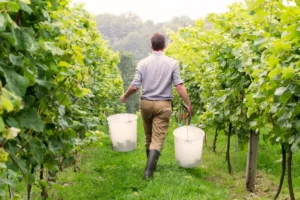 A winemaker in their vineyard, walking in the middle of their vines with harvest buckets full of grapes