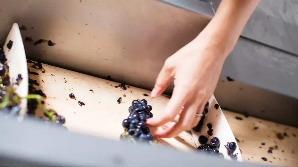 Close-up of a sorting table, with red wine grapes being sorted after harvest