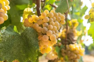 Close up of an Albariño grape - a white grape variety from Spain and Portugal, in the vineyards.