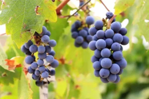 Close up of bunches of Cabernet Sauvignon grapes on a vine