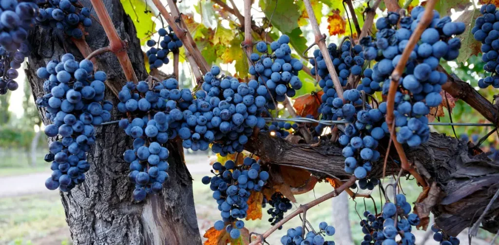 Bunches of Cabernet Sauvignon grapes on a vine