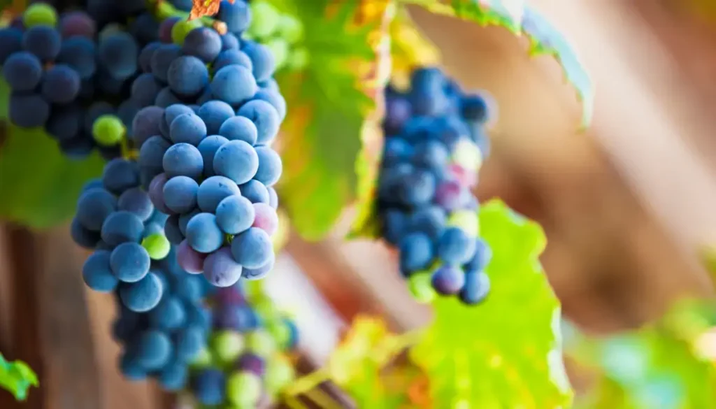 A close up of Cabernet Sauvignon grapes on a vine during veraison with green grapes turning to black