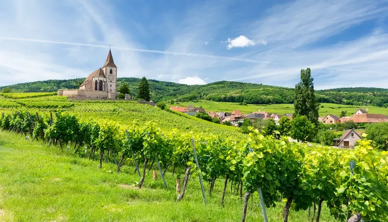 Picture of vineyards in Alsace, France with a small town and church in the background.