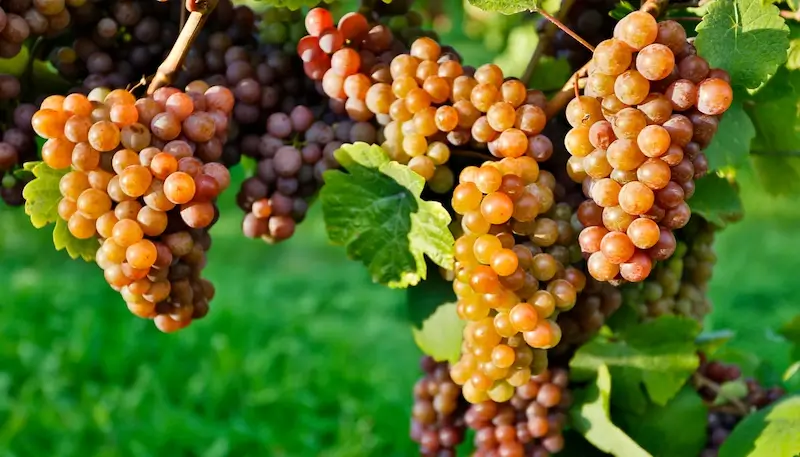 Close up of several grape bunches of Pinot Grigio in the sun.