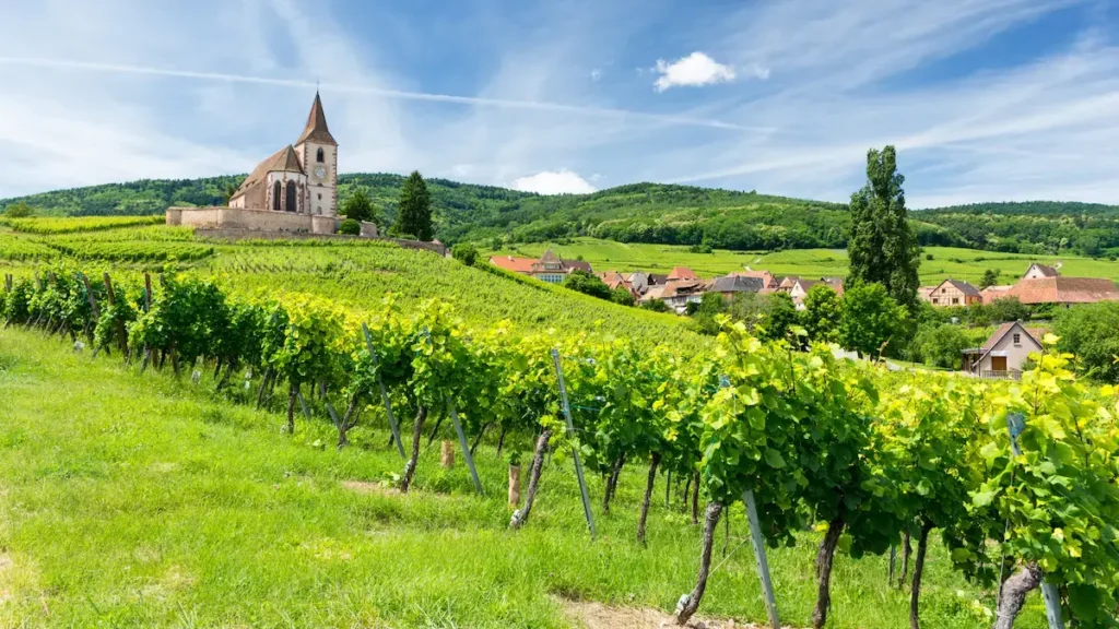 Picture of vineyards in Alsace, France with a small town and church in the background.