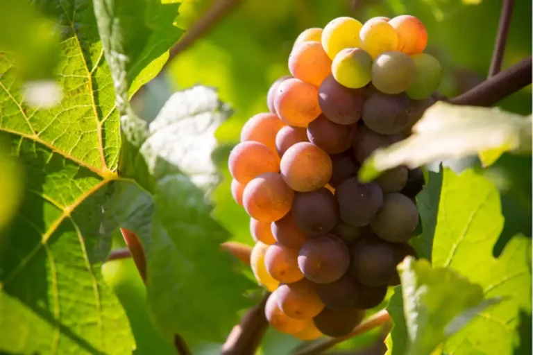 Close up of a grape bunch of Pinot Gris on its vine, surrounded by vine leaves. The grapes are greyish-pink with sun shining on them.