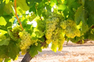 Chardonnay grapes on a vine