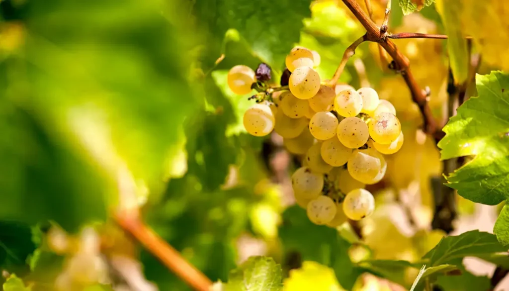 A ripe Chardonnay grape on a vine