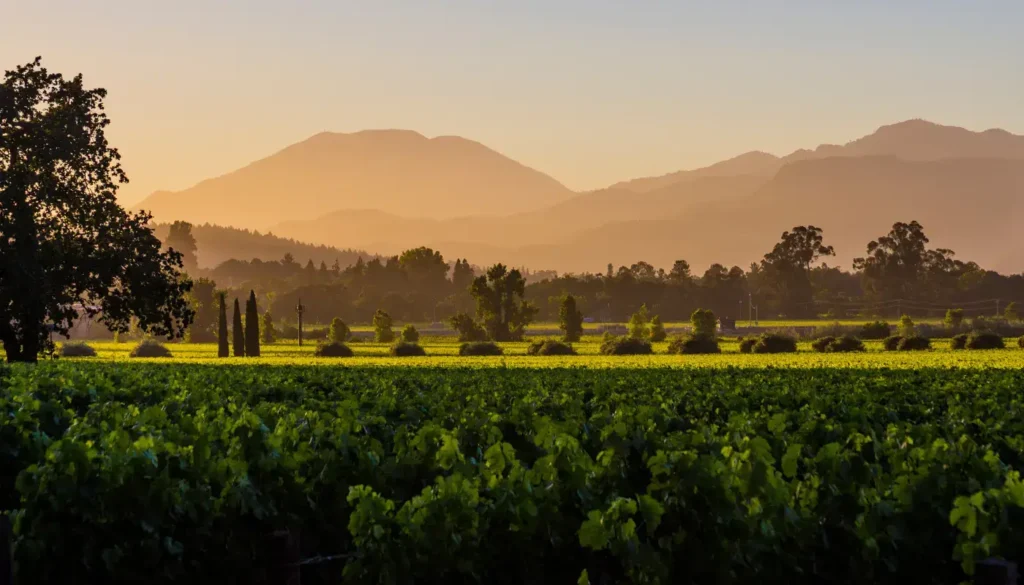 Napa Valley vineyards with mountains in the backyard