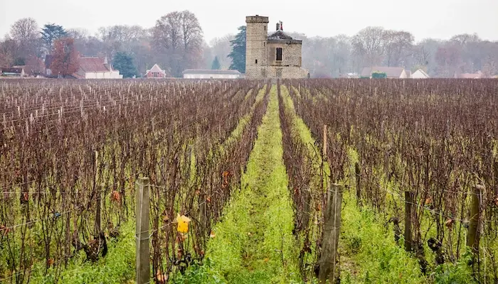 A vineyard in Burgundy, France