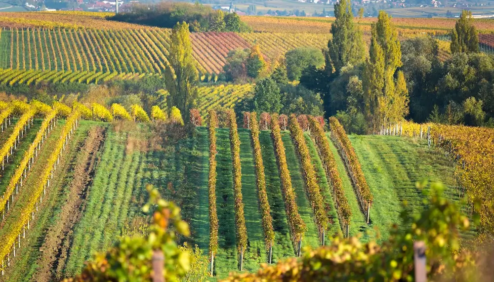 A vineyard in Pfalz, Germany
