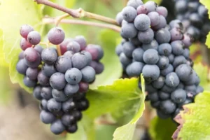 Close up of two bunches of Pinot Noir hanging on a vine
