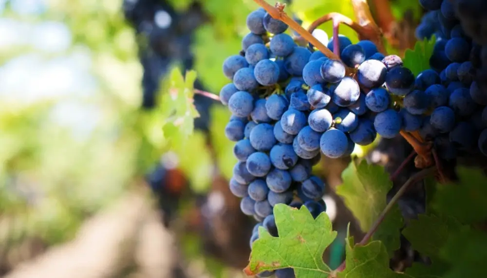 Close up of a Pinot Noir grape on a vine