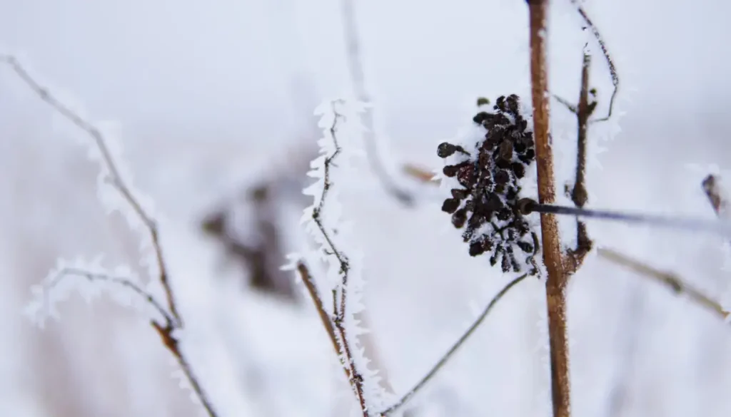 Dried frozen grapes hanging on vines