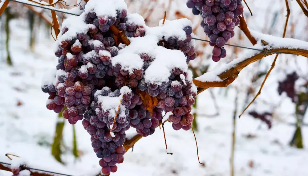 Frozen red grapes hanging on a vine