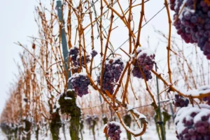 Frozen grapes hanging on vines with snow