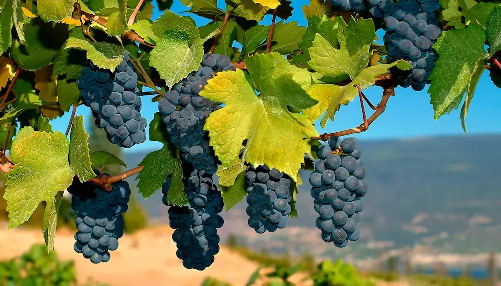 Several bunches of Merlot grapes hanging on vines in a scenic vineyard