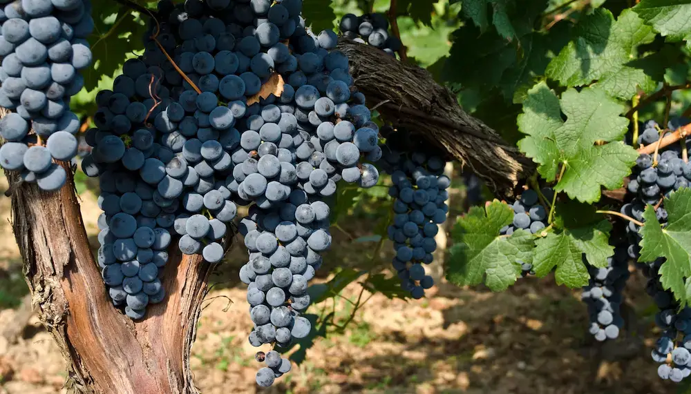 Bunches of Merlot grapes hanging on a vine