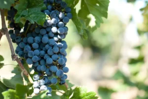 A bunch of ripe Merlot grape on a vine