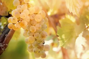 Ripe Riesling grape bunches hanging on a vine in the sun
