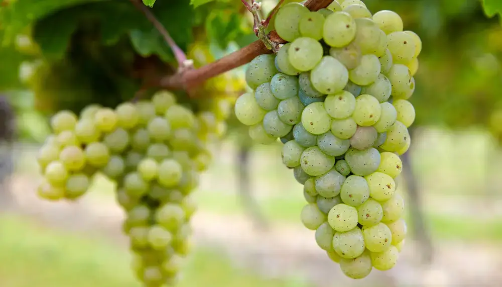 Two Riesling grape bunches hanging on a vine