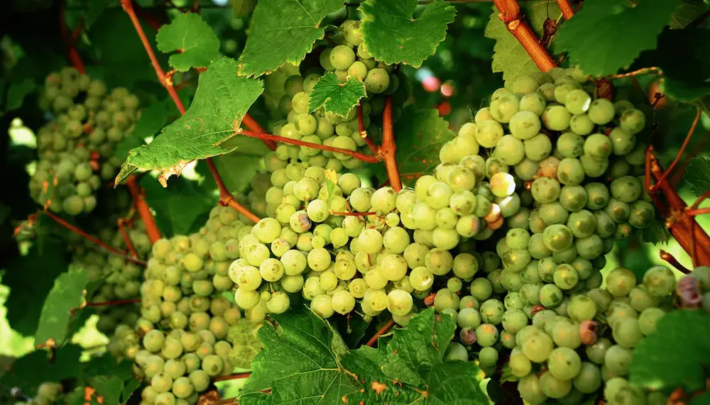 Riesling grape bunches hanging on a vine