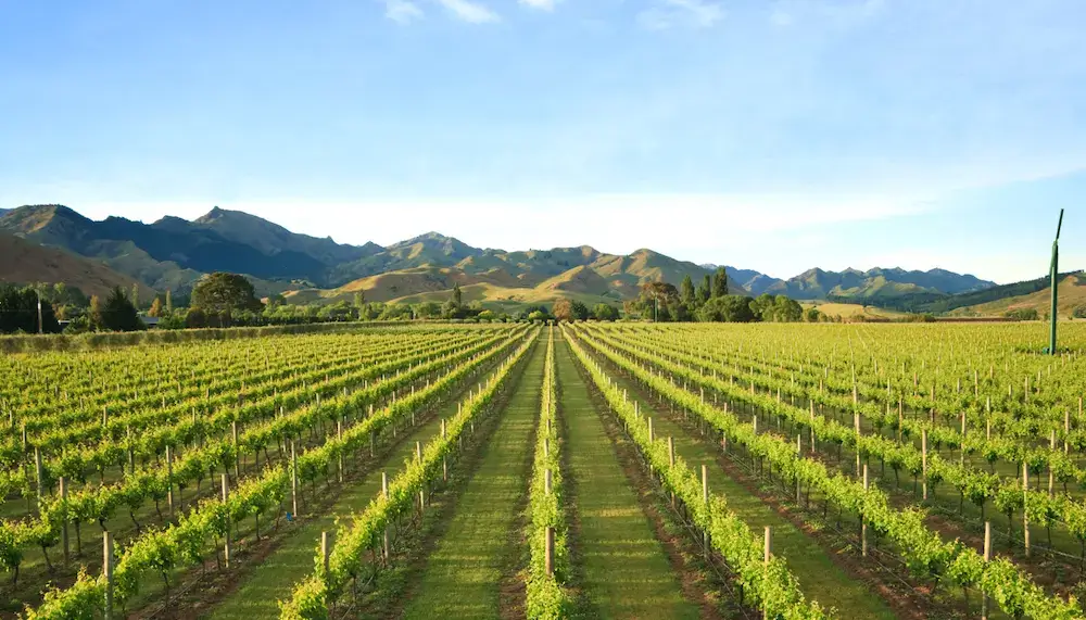 A vineyard in Marlborough region, New Zealand