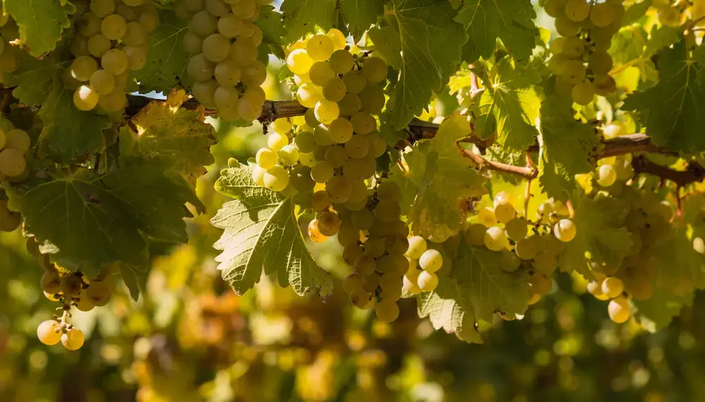 Grapes of ripe Sauvignon Blanc hanging on vines