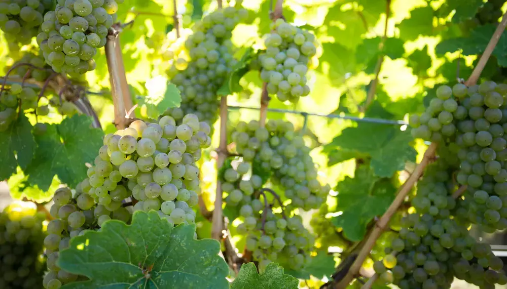 Grapes of Sauvignon Blanc hanging on vines