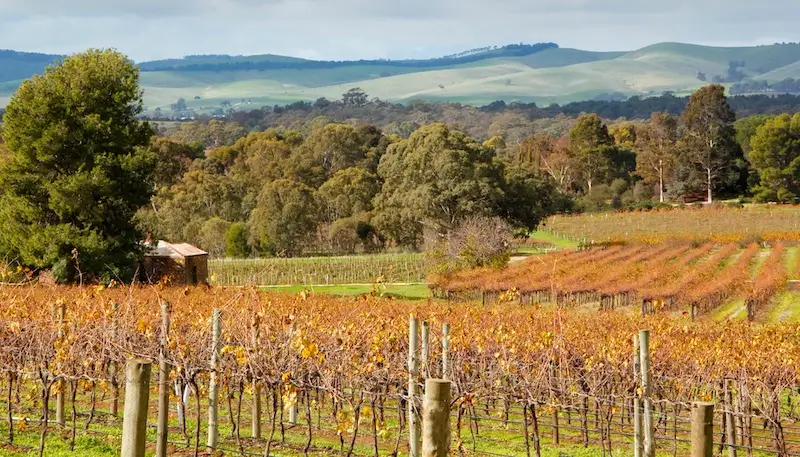 Vineyards in Autumn in Barossa Valley, Australia