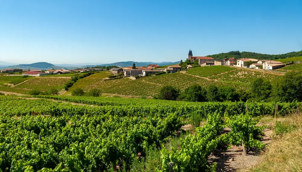 Vineyards in the Rhone Valley, France