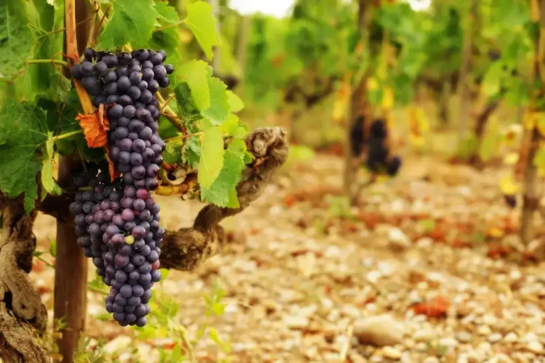 Bunches of Syrah grapes hanging on a vine in a vineyard