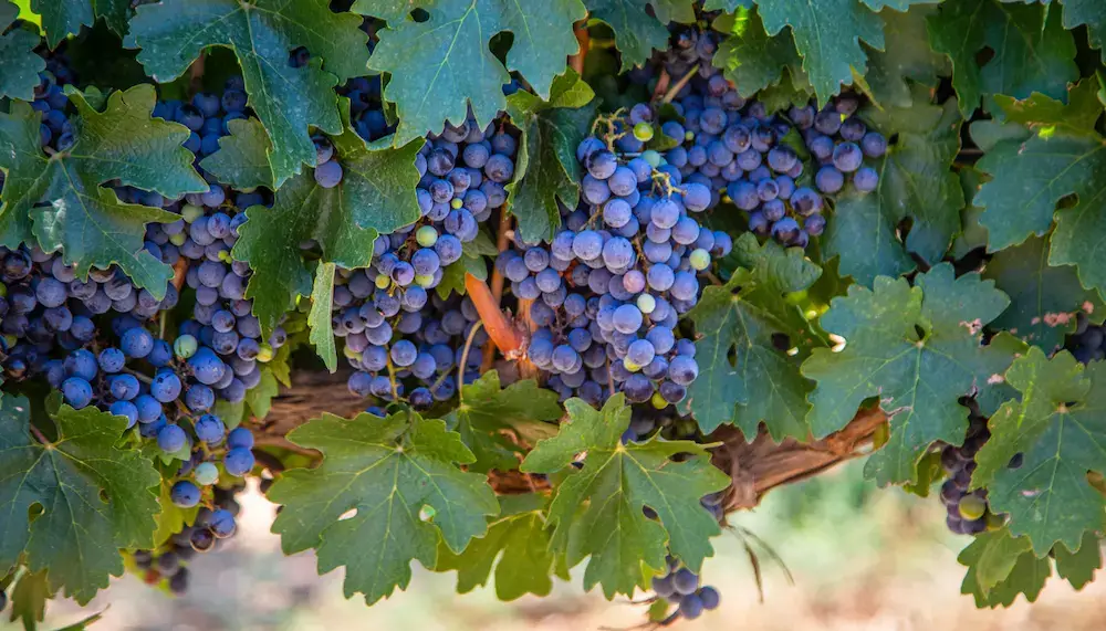 Bunches of Syrah grapes hanging on a vine