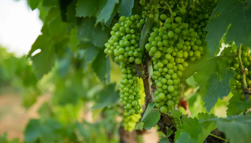 Organic grapes growing on a vine