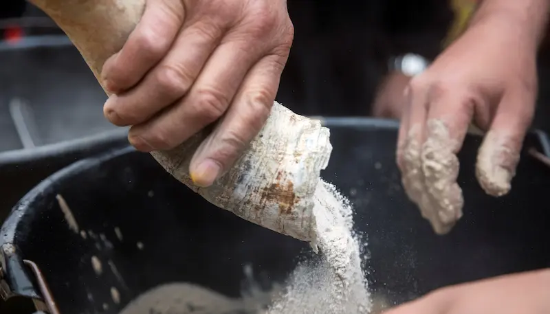 Biodynamic preparation of a cow horn with manure