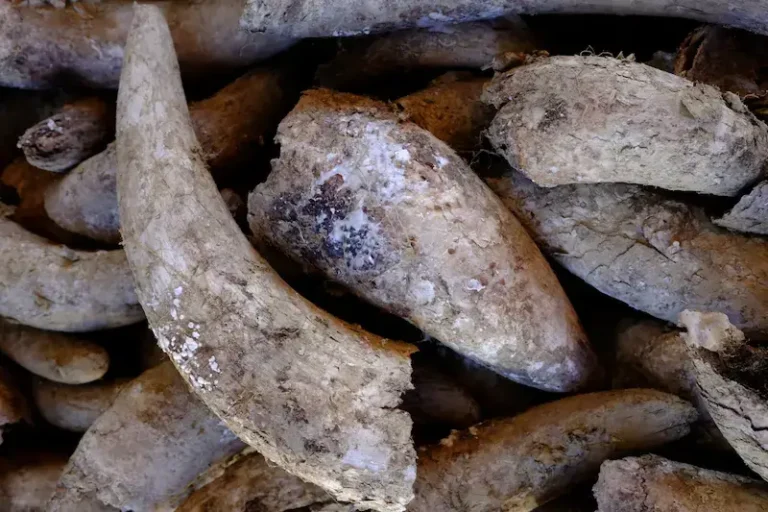 Pile of cow horns used for biodynamic farming