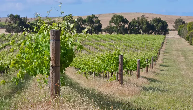 A vineyard - organic or biodynamic, with cover crops (grass and plants between rows of vines)