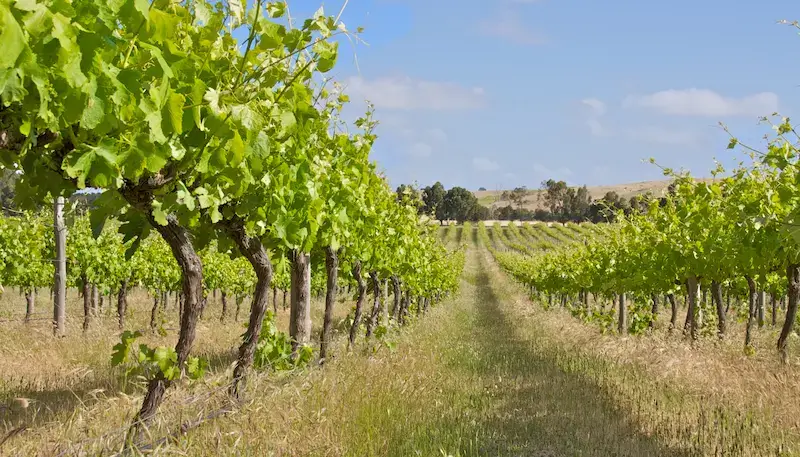 An organic vineyard with cover crops (grass and plants in the middle of the vines)