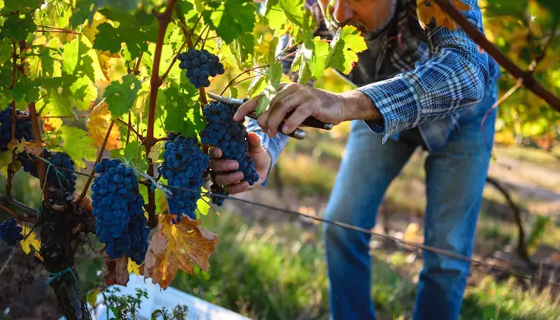 A man harvesting red grapes in a vineyard