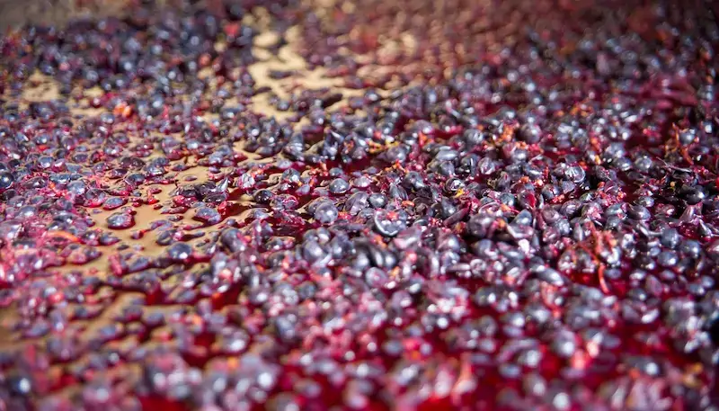Red grapes fermenting in a tank
