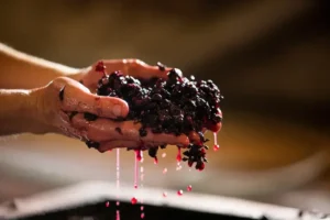 Red grapes being picked up by winemaker during maceration