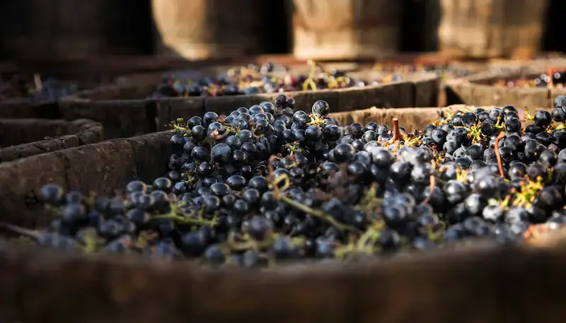 Red grapes in crates and tanks before maceration