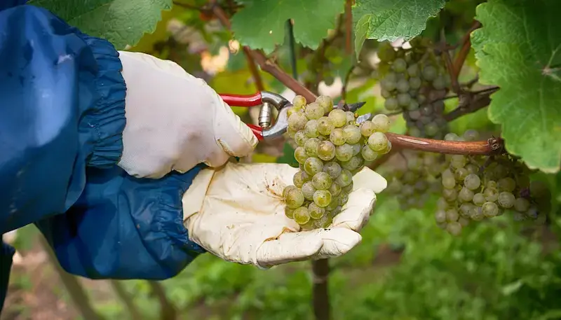 Someone harvesting white grapes in a vineyard