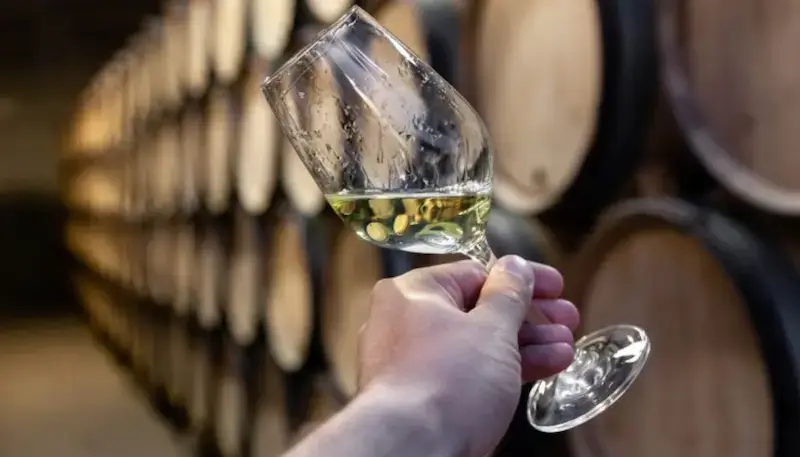 A white wine glass in a cellar with oak barrels
