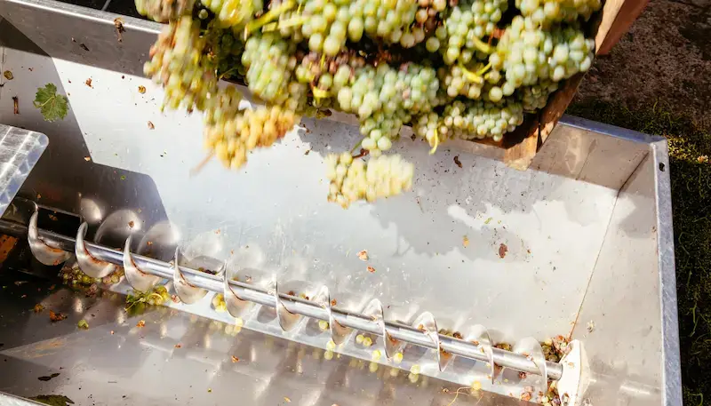 White grapes going into the crushing machine