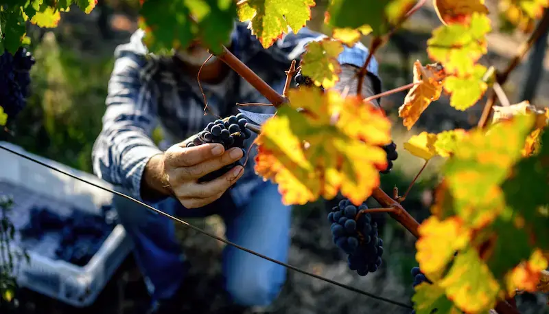 A man harvesting some red grapes